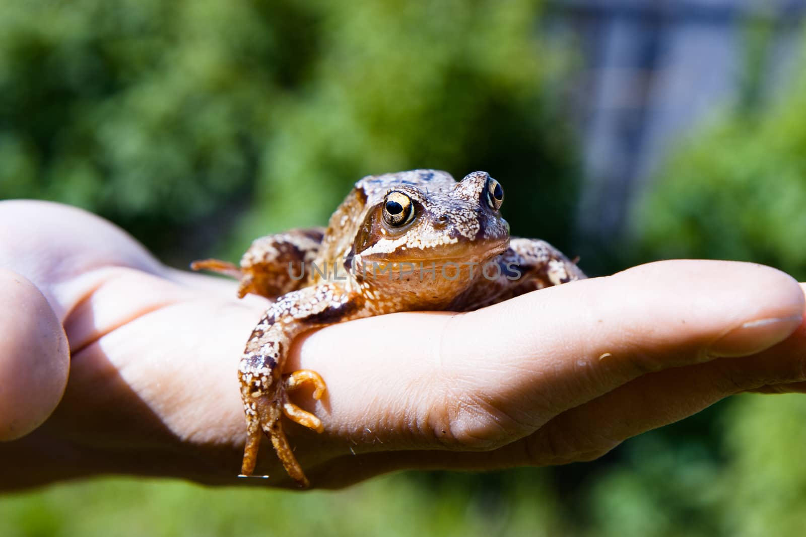 frog on a man's palm. reptile by pzRomashka