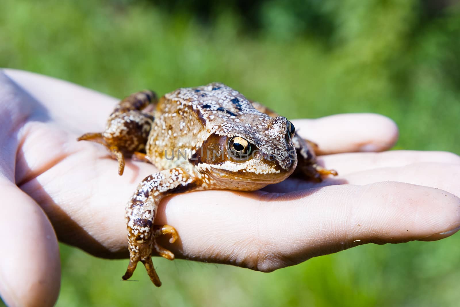 Brown frog on a man's palm. reptile