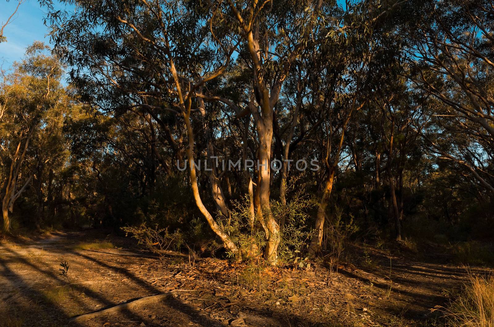 Photograph of diverging paths in the Australian bush.