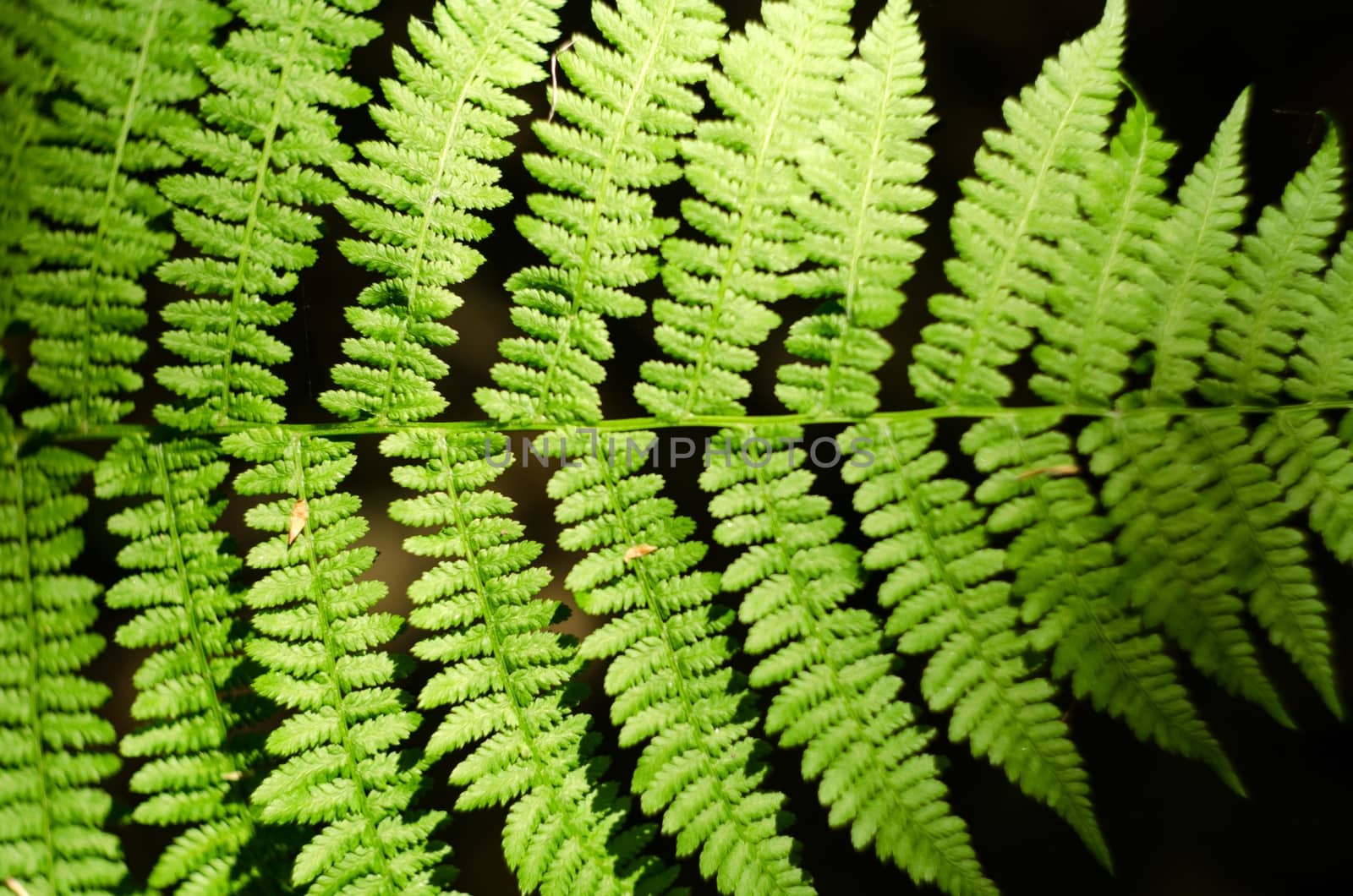 Fern leaf with light in the middle isolated on black background.