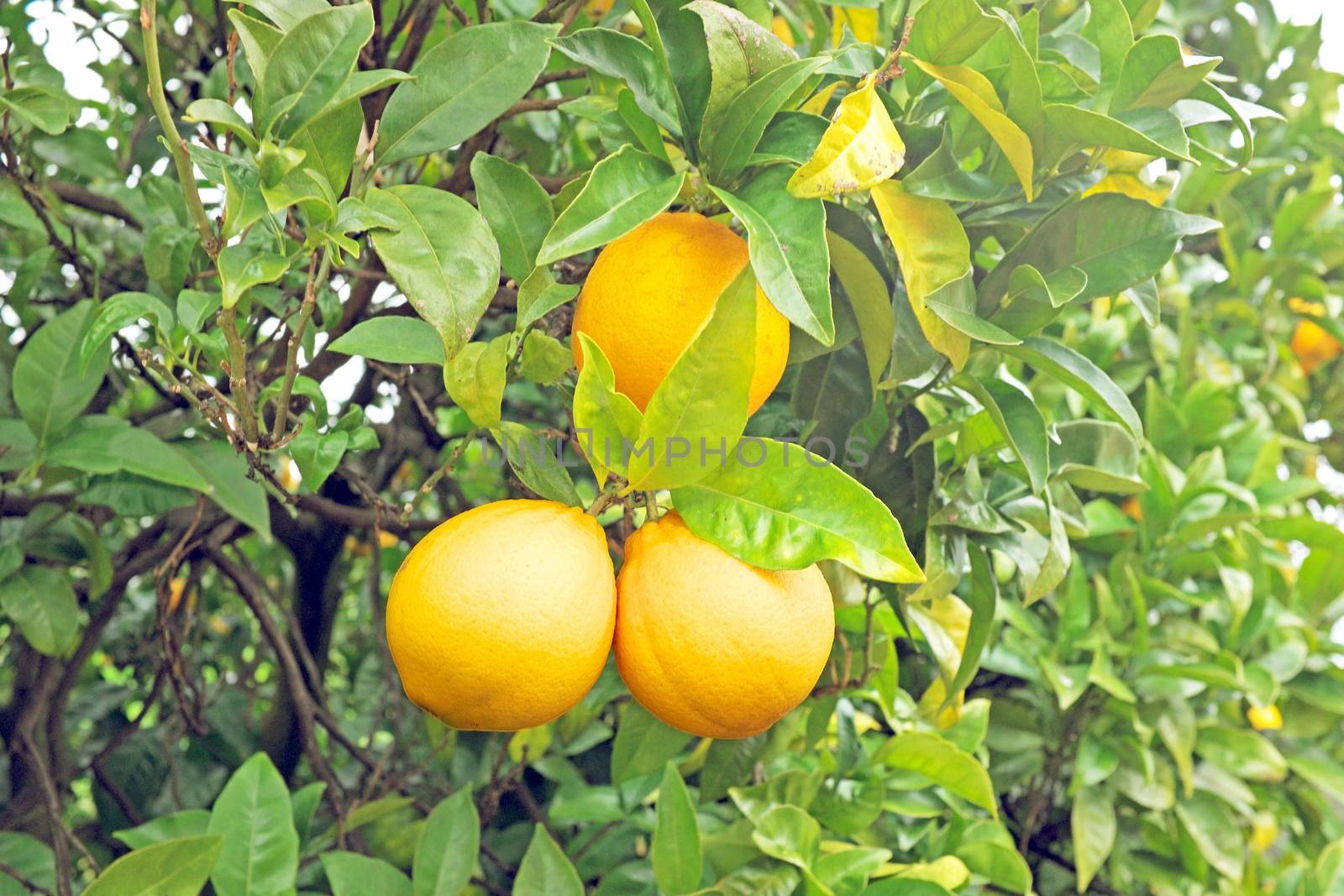 Ripe oranges on an orange tree