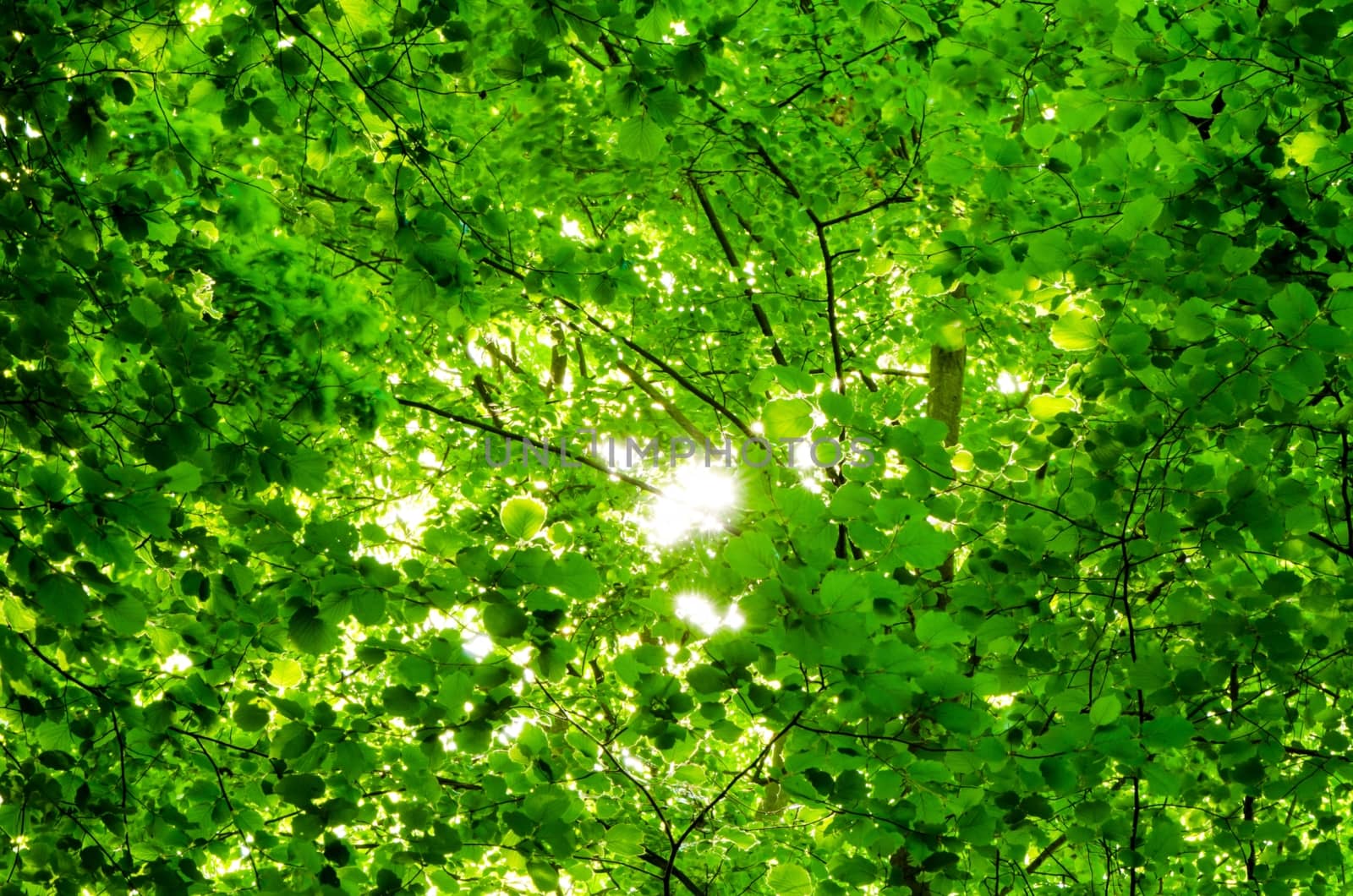 Light rays from sun among leafs and branches.
