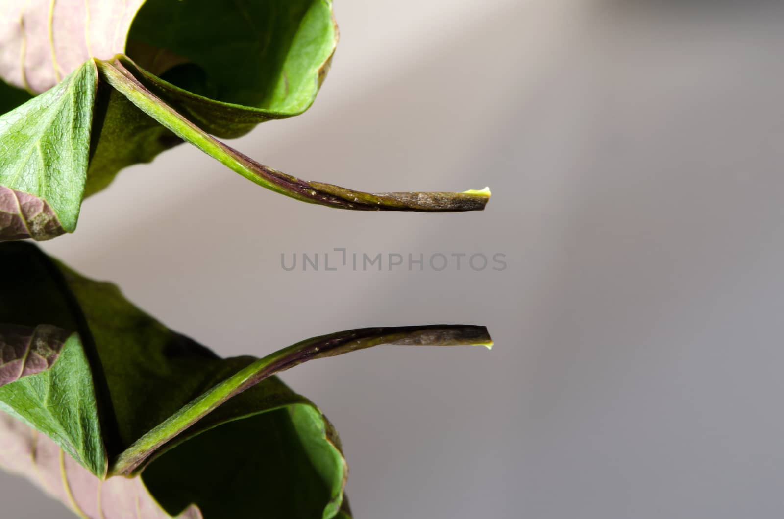 Old dry acer leaf on black white background with reflection.