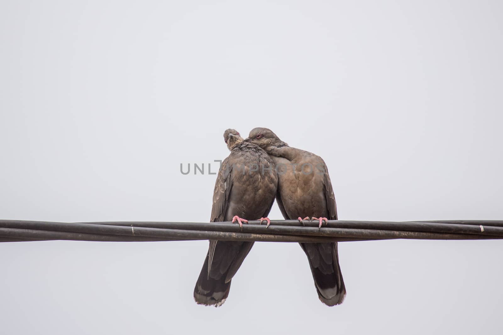 Two Dusky Turtle Doves showing affection during a mating ritual