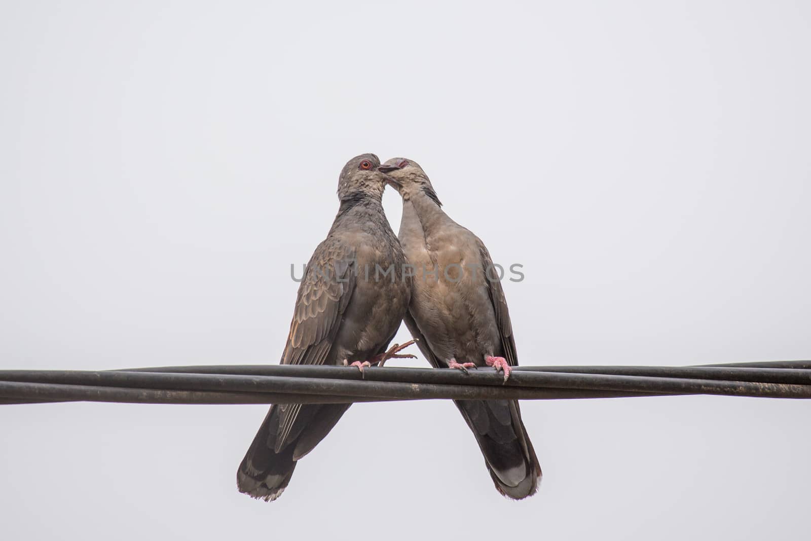 Dusky Turtle Dove Kiss by derejeb