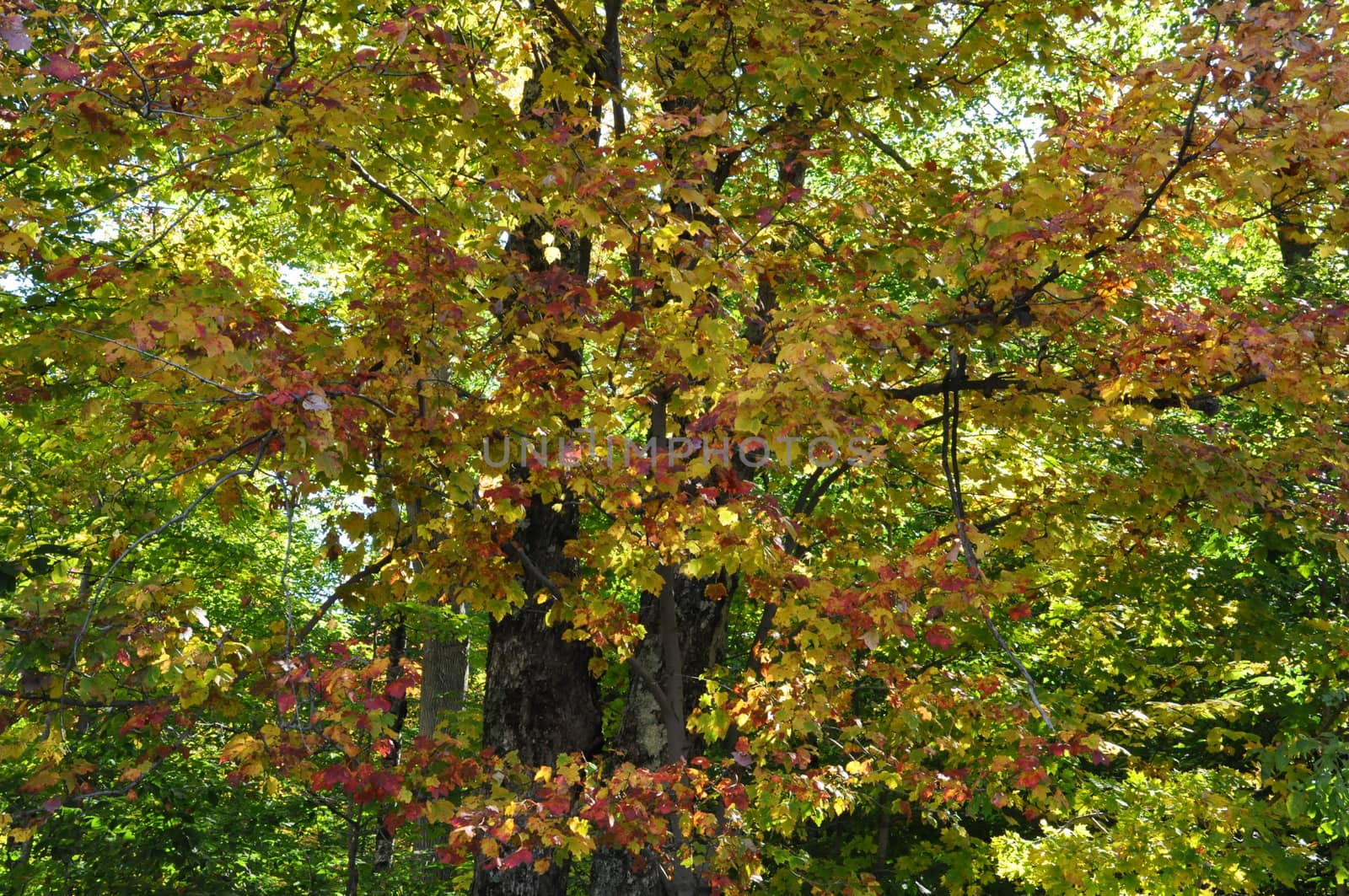 Fall Colors at the White Mountain National Forest in New Hampshire