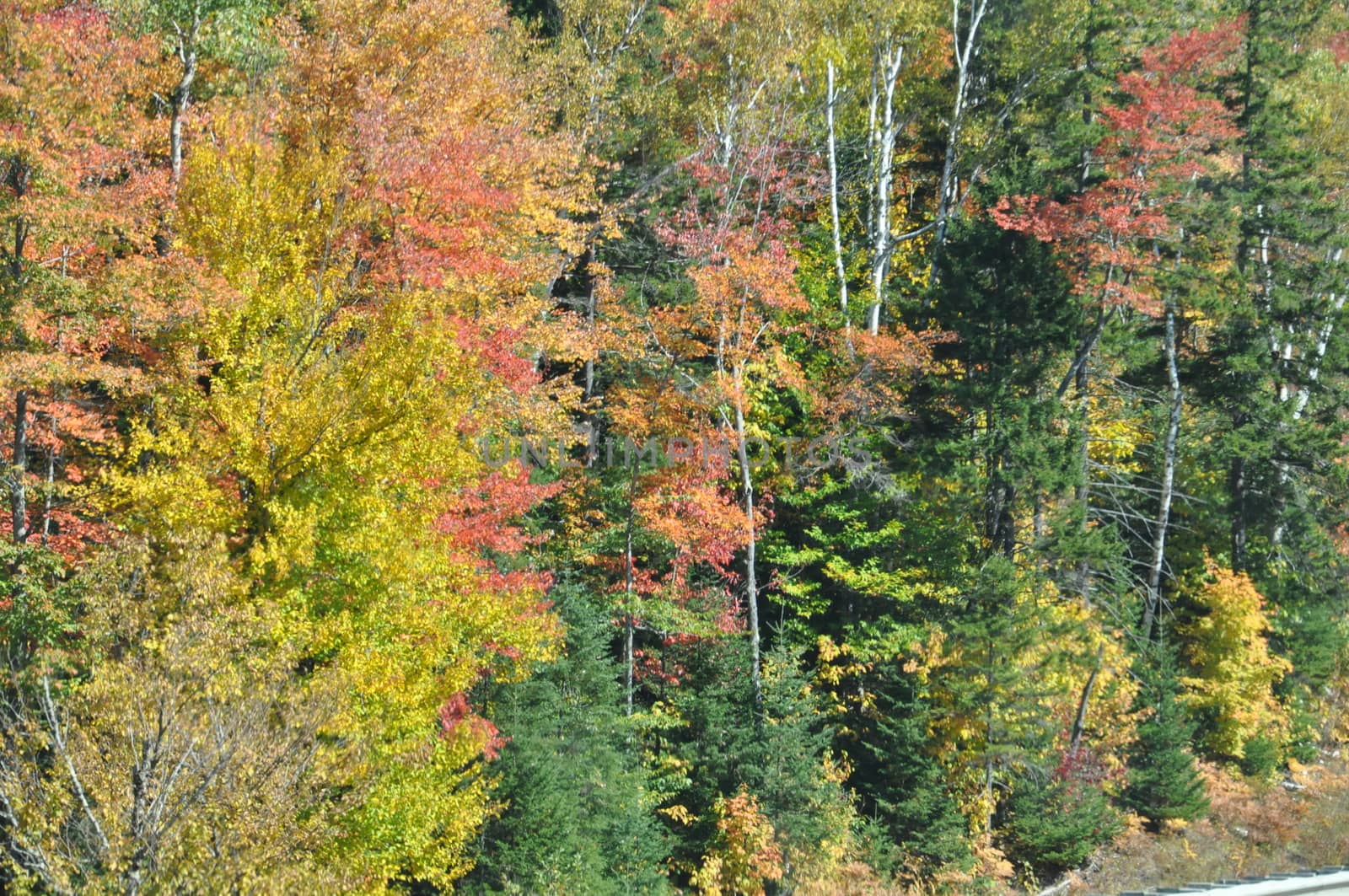 Fall Colors at the White Mountain National Forest in New Hampshire