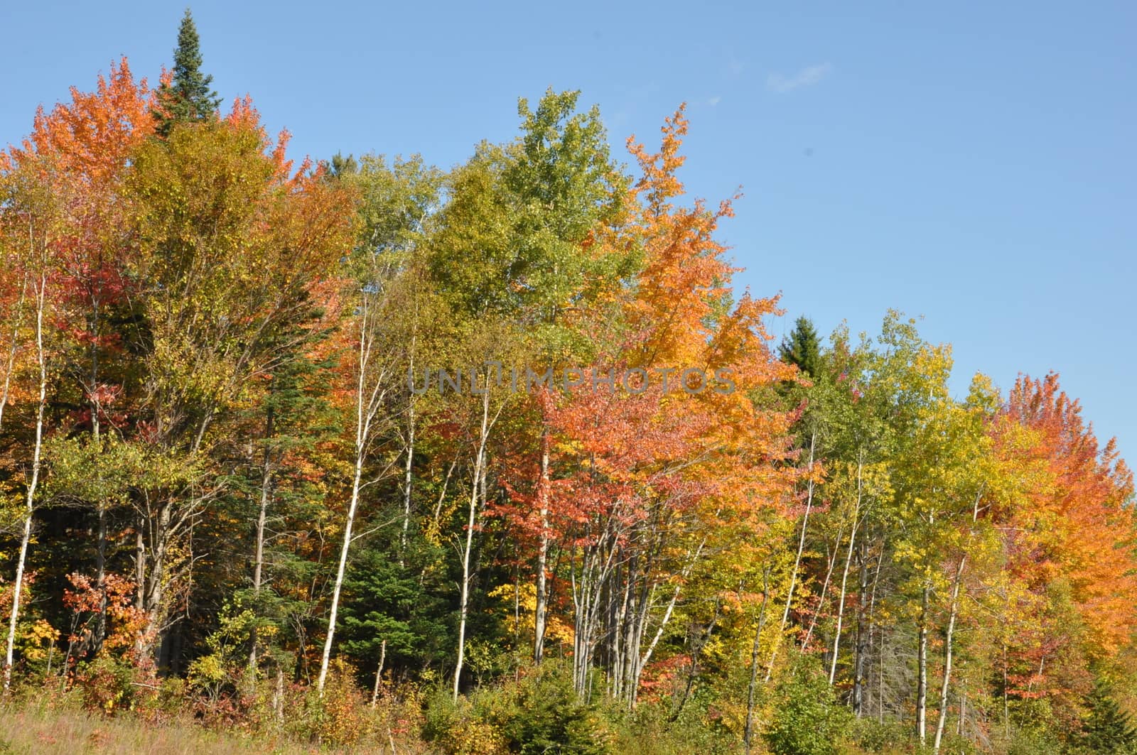 Fall Colors at the White Mountain National Forest in New Hampshire