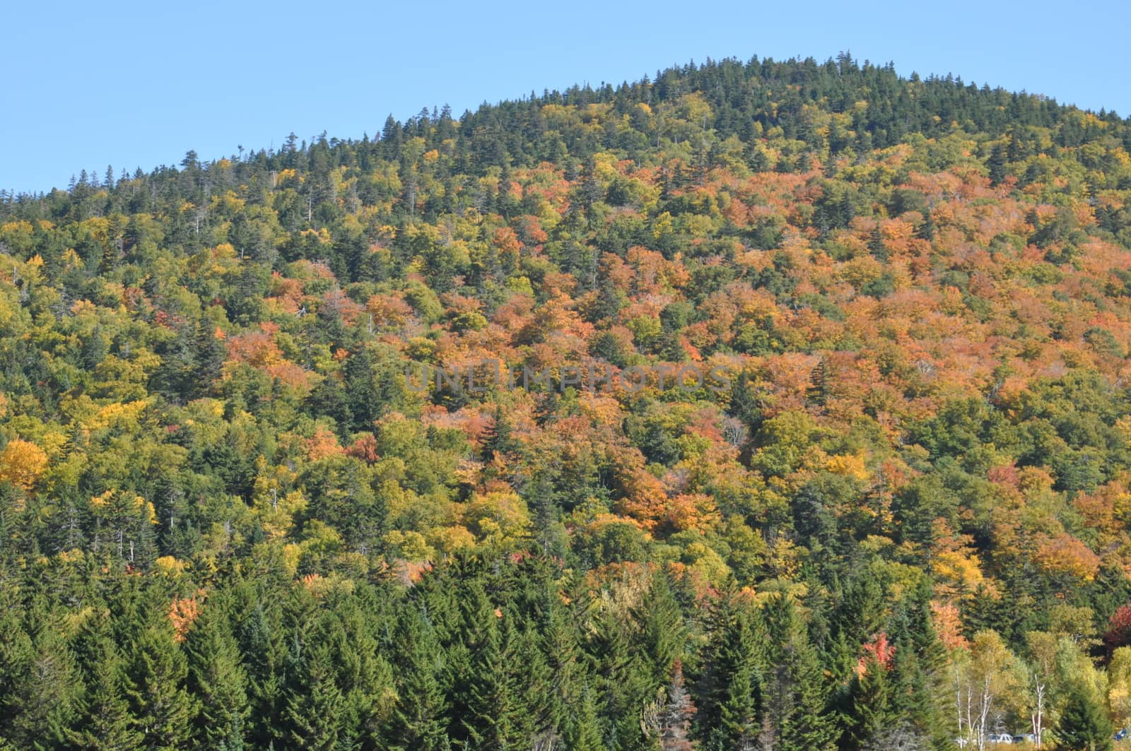 Fall Colors at the White Mountain National Forest in New Hampshire by sainaniritu