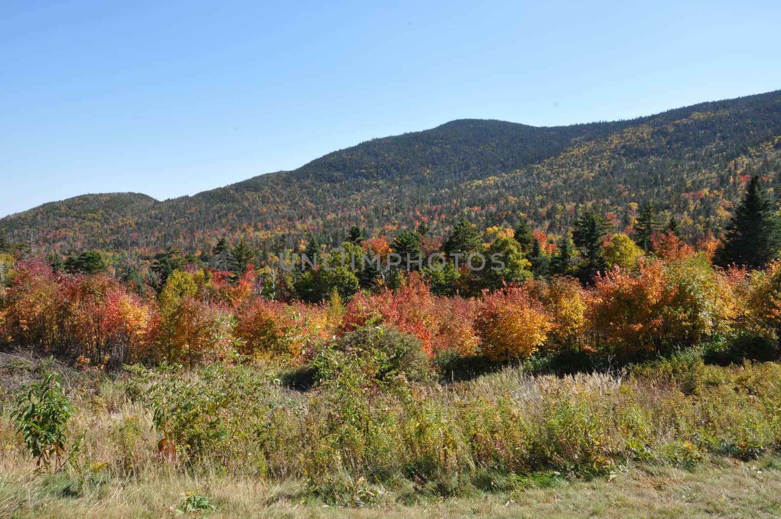 Fall Colors at the White Mountain National Forest in New Hampshire by sainaniritu