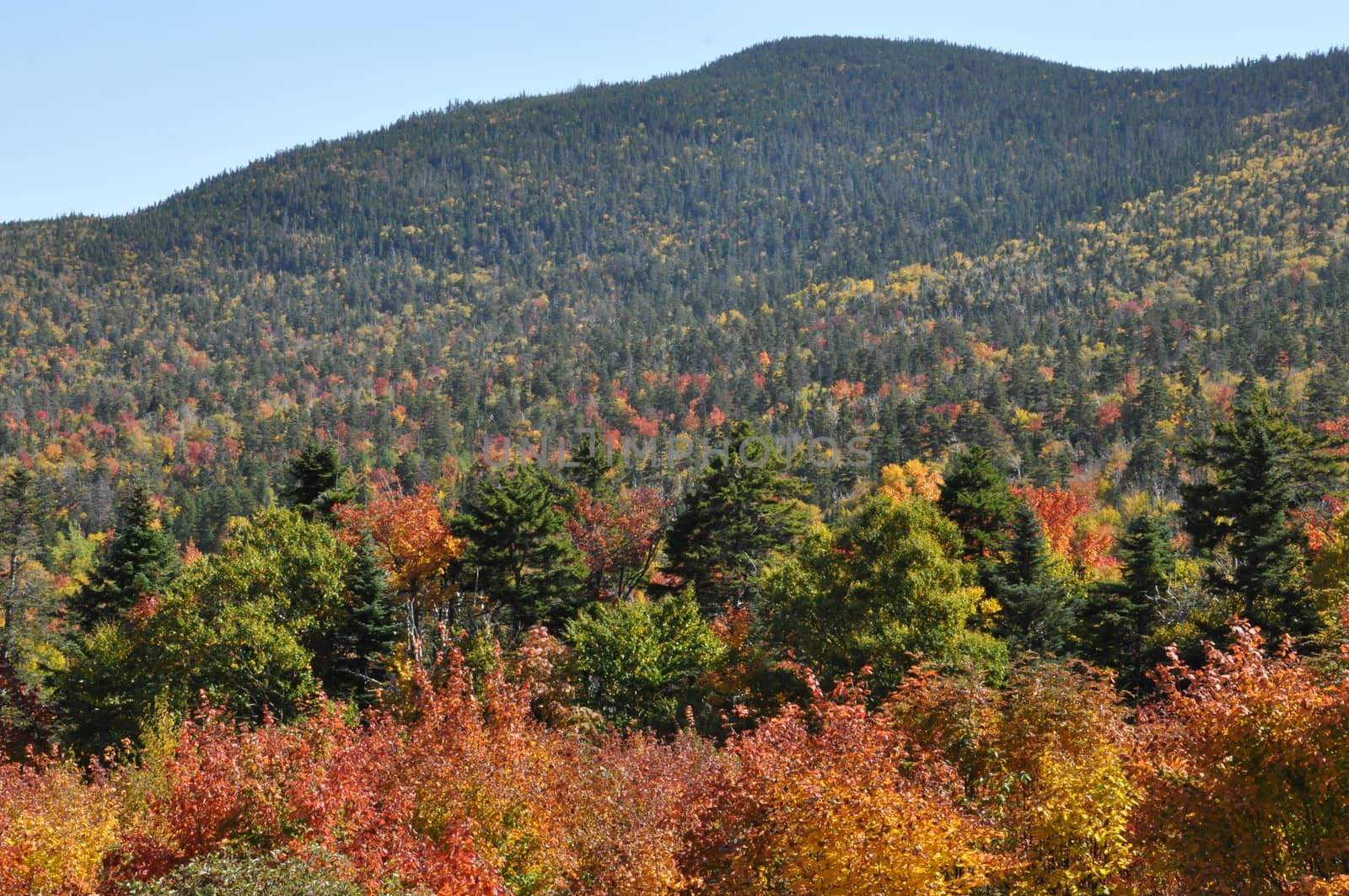 Fall Colors at the White Mountain National Forest in New Hampshire by sainaniritu