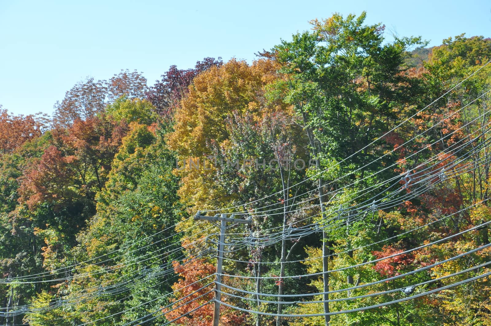 Fall Colors at the White Mountain National Forest in New Hampshire by sainaniritu