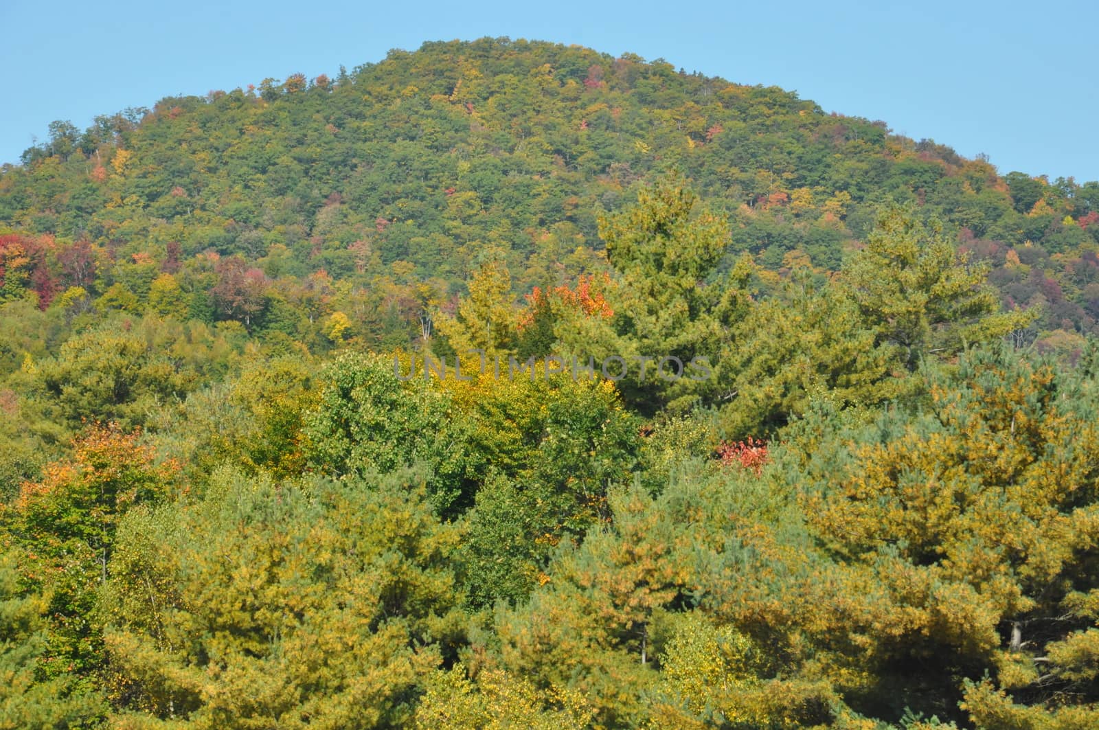 Fall Colors at the White Mountain National Forest in New Hampshire