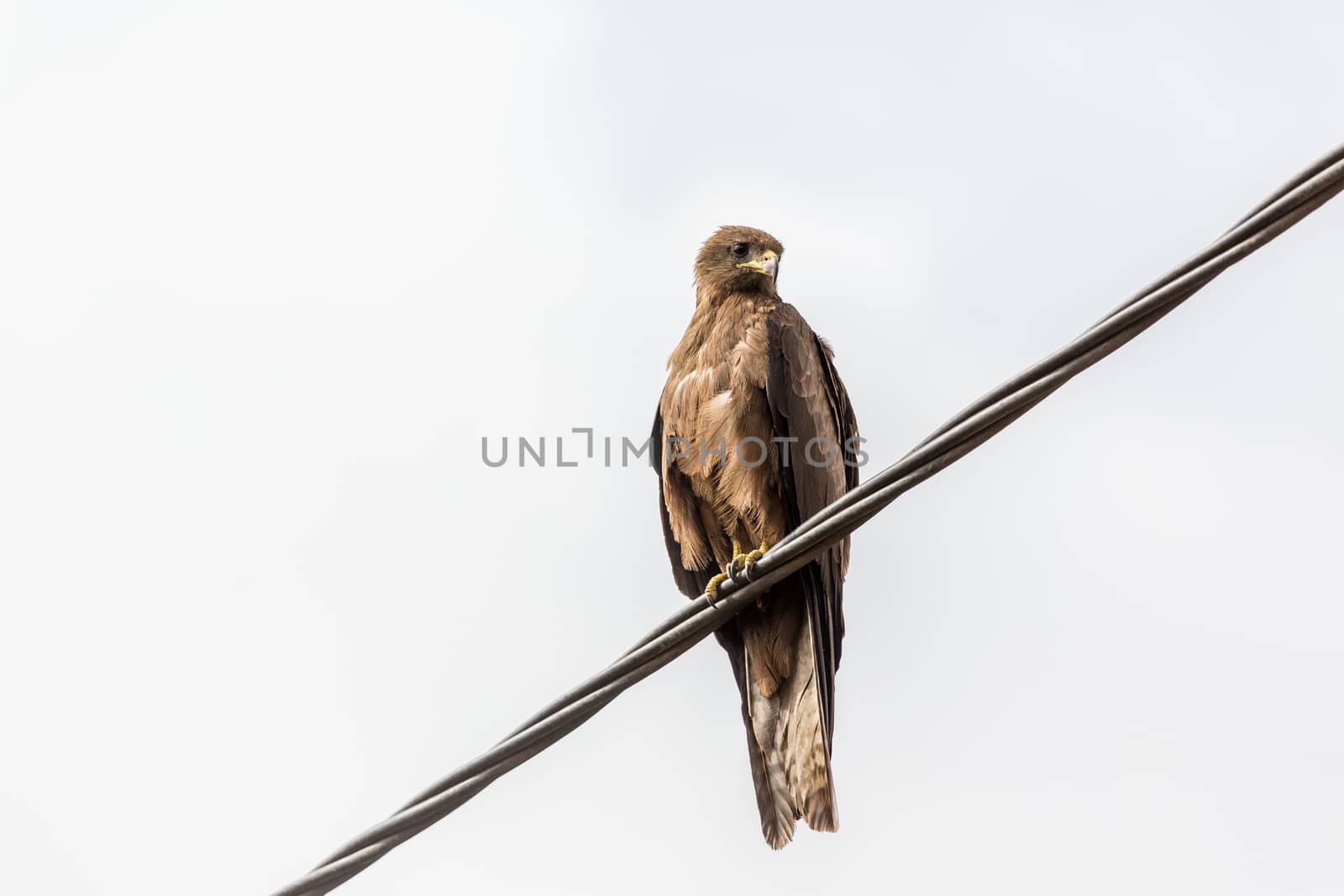 Black Kite, a medium sized bird of pray locally known as Amora in Ethiopia,