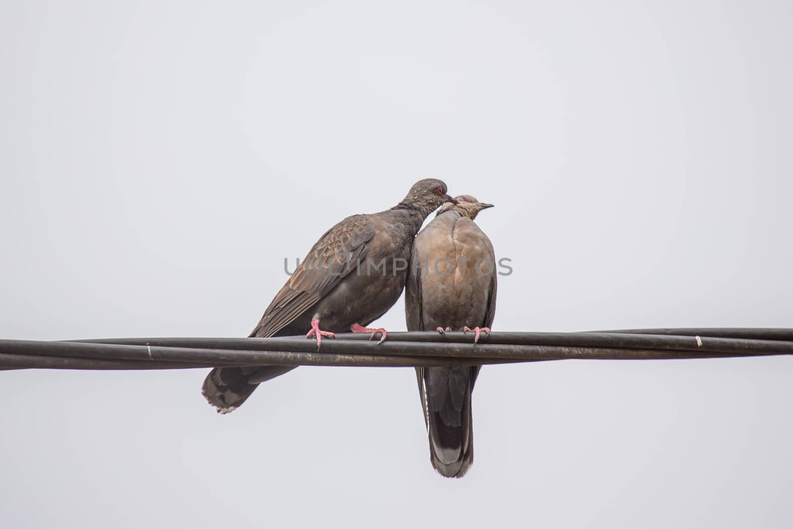 Two Dusky Turtle Doves in Love by derejeb