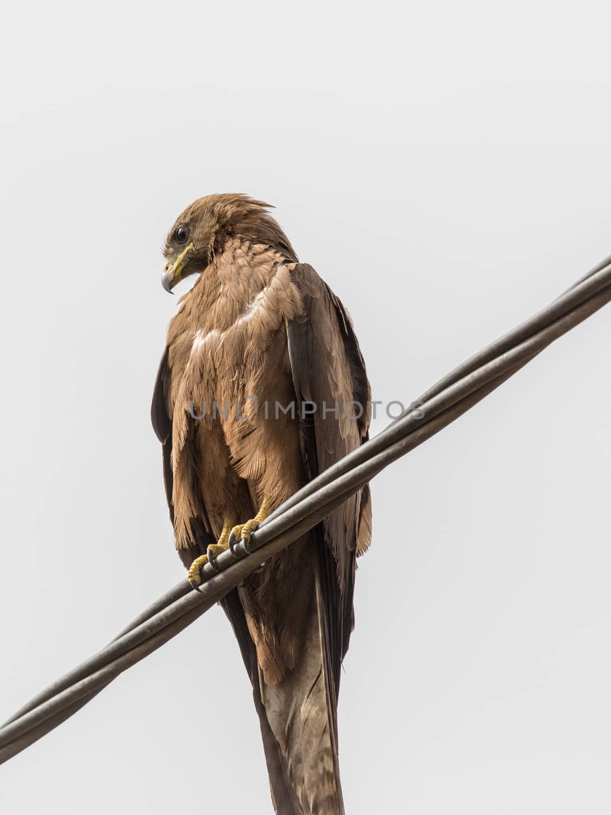 Black Kite, a medium sized bird of pray locally known as Amora in Ethiopia,