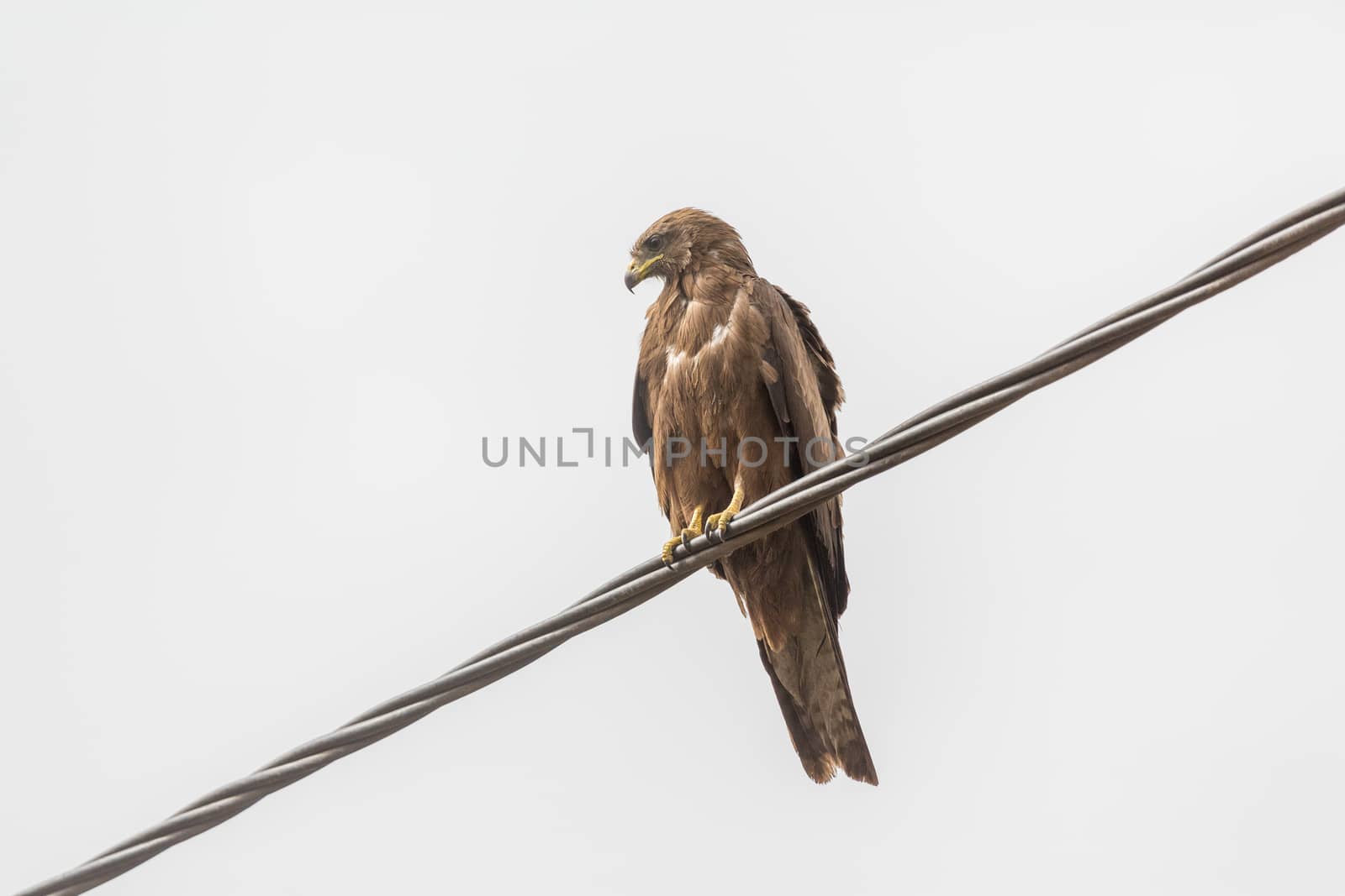 Black Kite, a medium sized bird of pray locally known as Amora in Ethiopia,