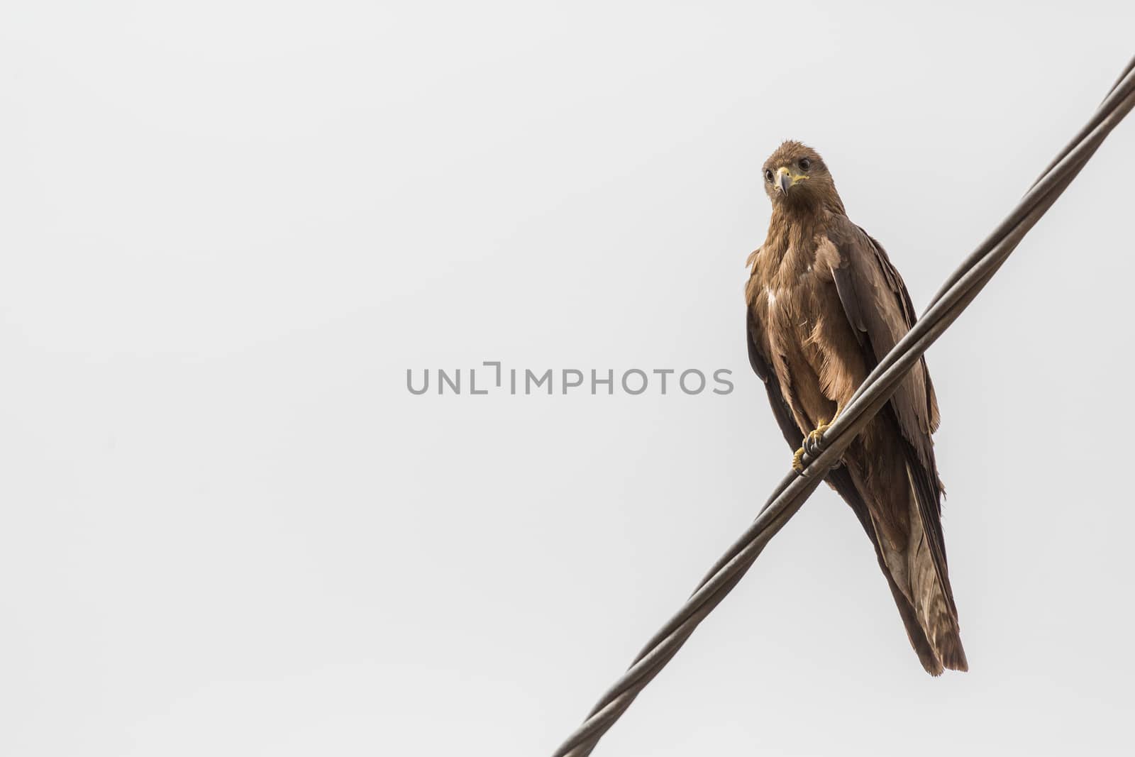 Black Kite, a medium sized bird of pray locally known as Amora in Ethiopia,