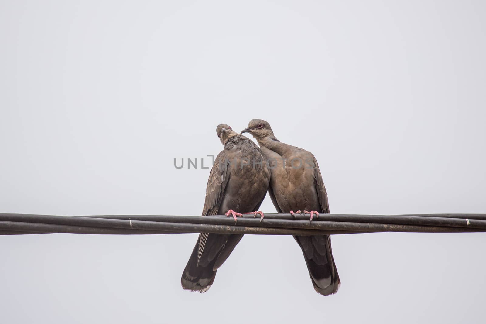 Two Dusky Turtle Doves showing affection during a mating ritual