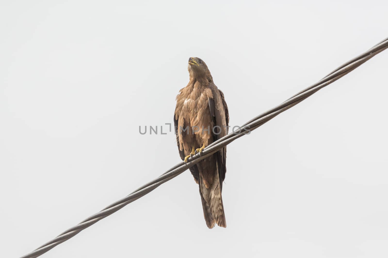 Black Kite, a medium sized bird of pray locally known as Amora in Ethiopia,