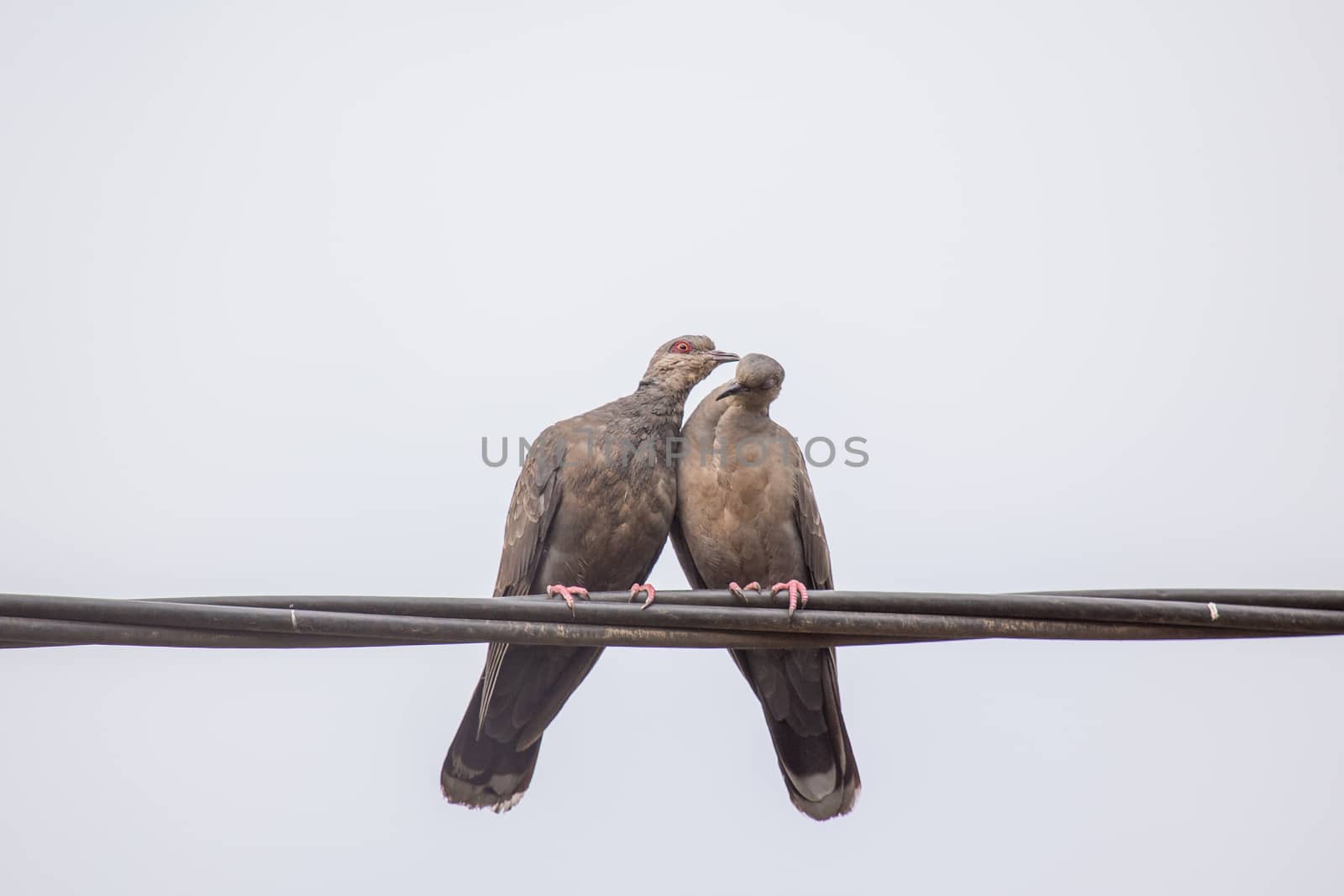Two Dusky Turtle Doves showing affection during a mating ritual