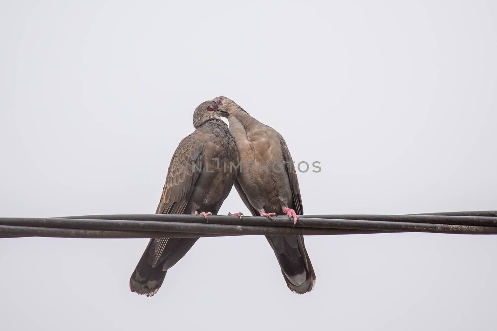 Dusky Turtle Dove Kiss by derejeb