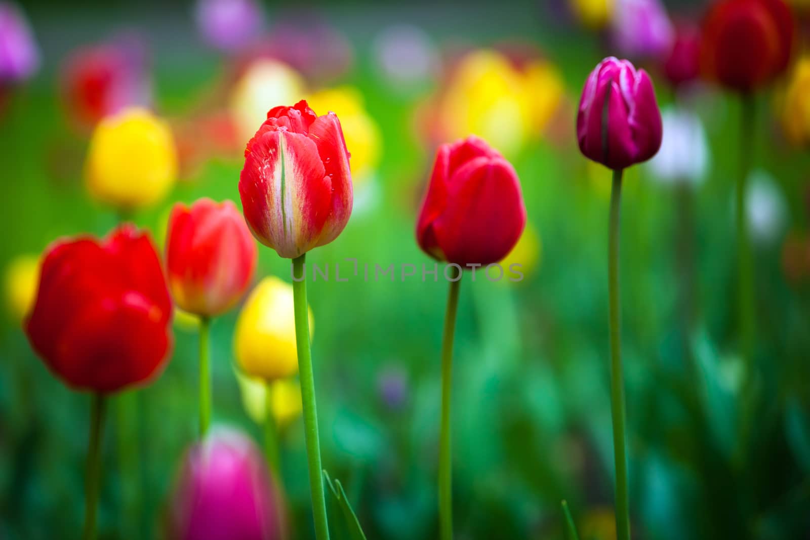 Colorful tulips in the park. Spring outdoor landscape.