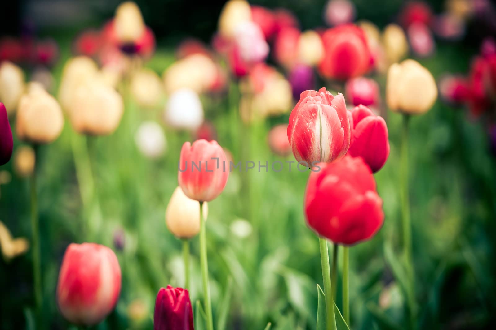 Colorful tulips in the park. Spring outdoor landscape.