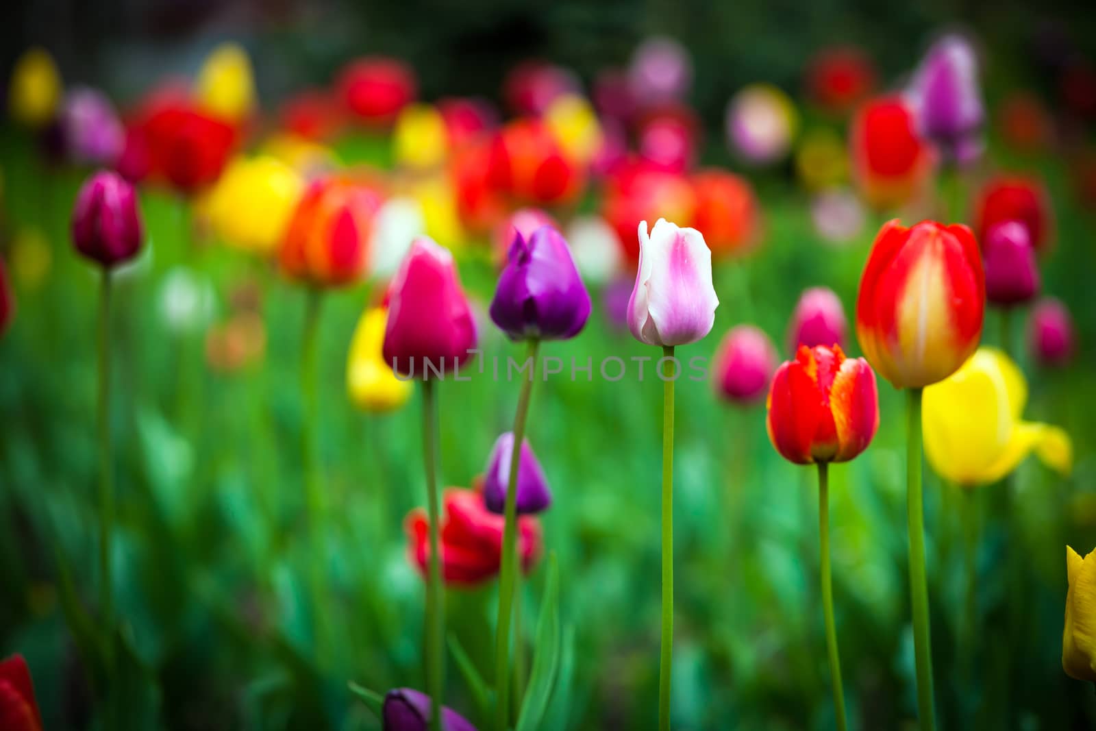 Colorful tulips in the park. Spring outdoor landscape.