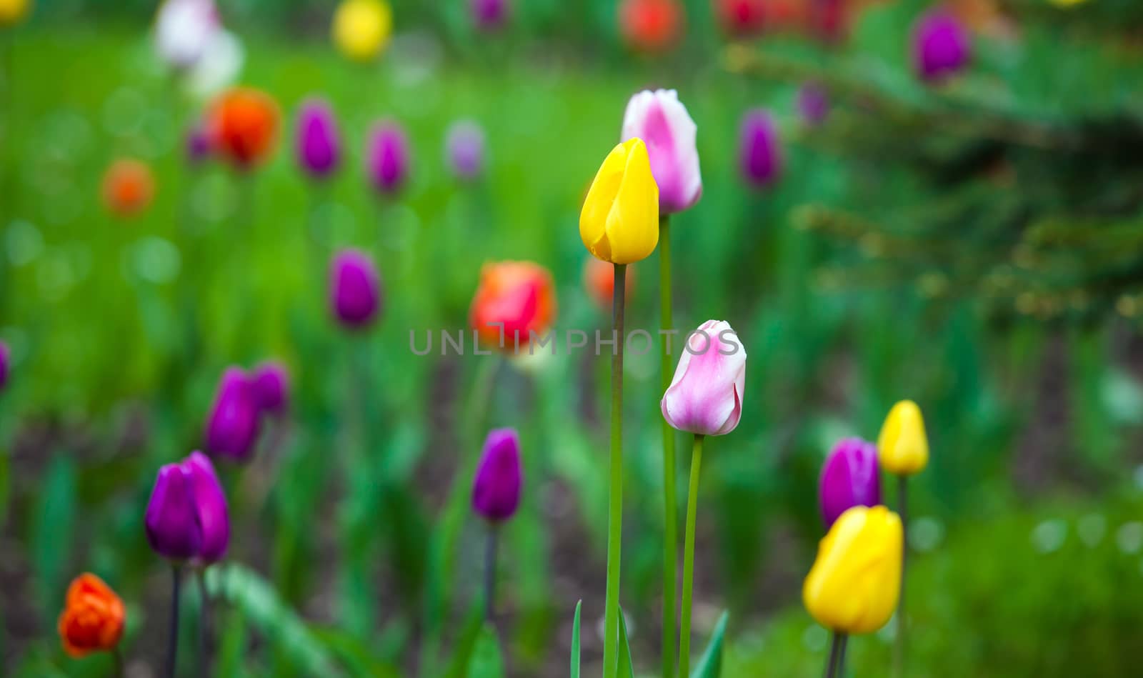 Colorful tulips in the park. Spring outdoor landscape.