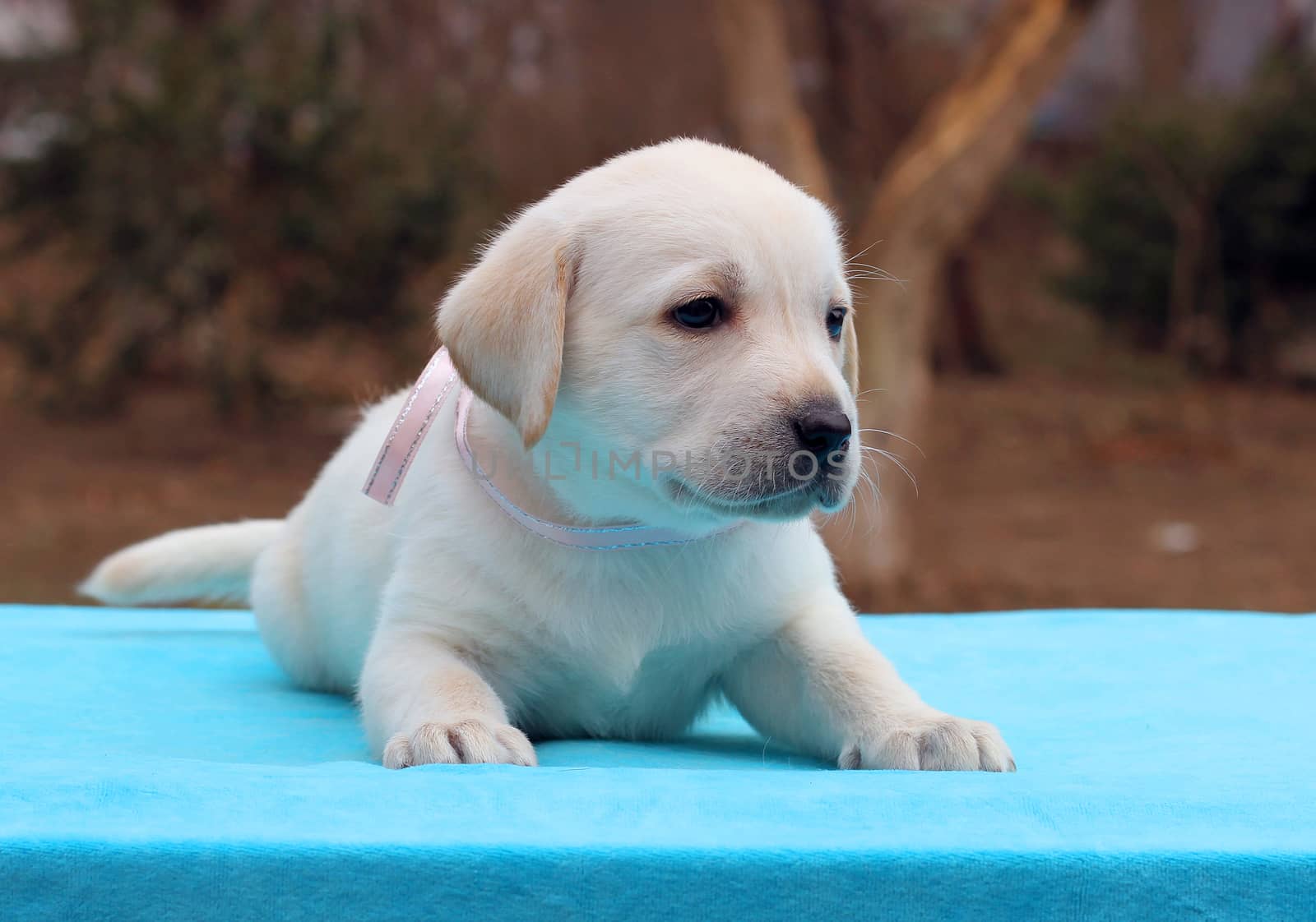 a yellow labrador puppy laying on blue background
