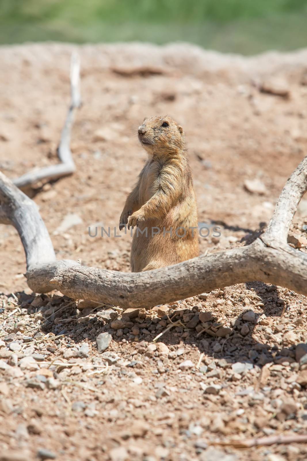 Single cute prairie dog standing up in desert