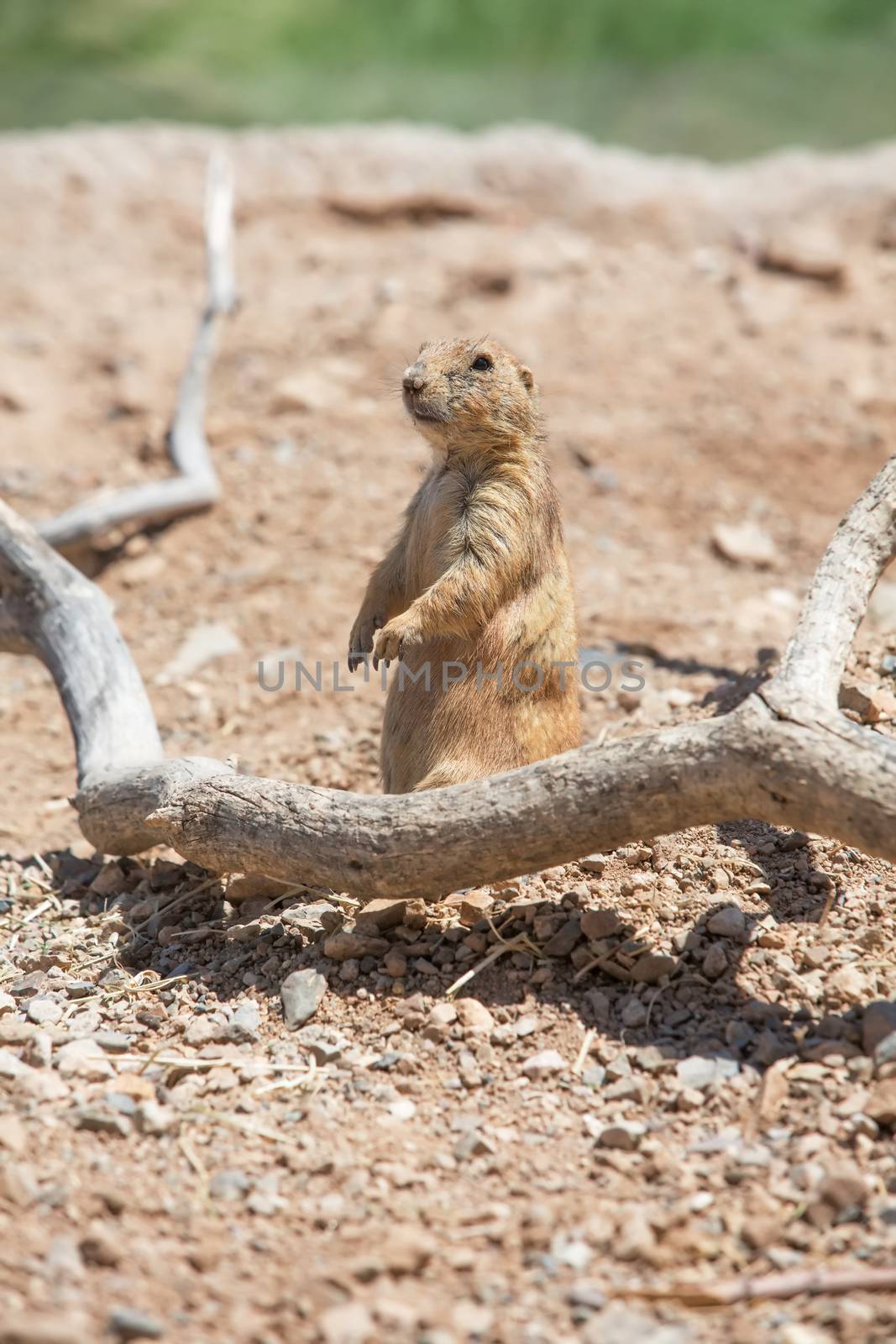 Cute Prairie Dog by Creatista