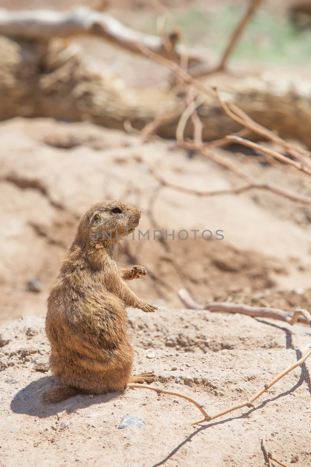 Cute Prairie Dog Near Hole by Creatista