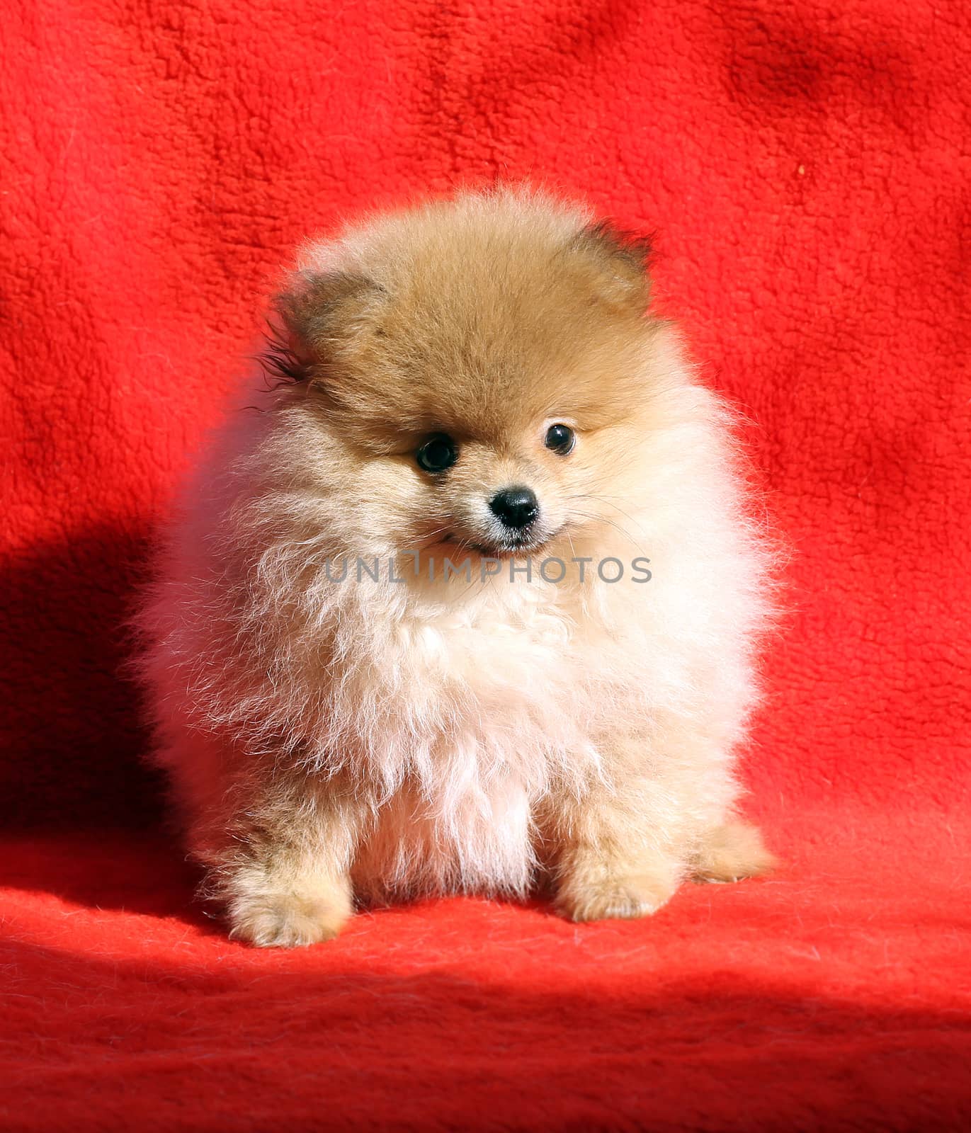 Pomeranian dog sitting on a red background