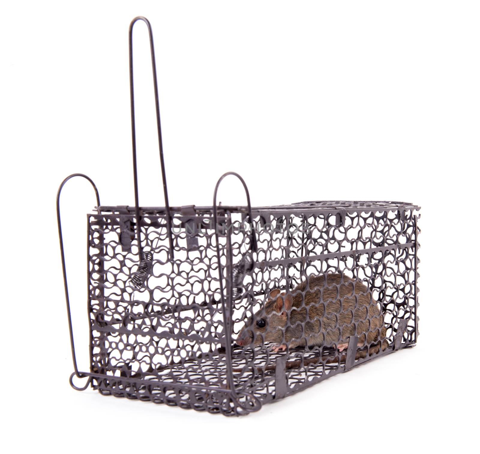 rat trap in front of white background