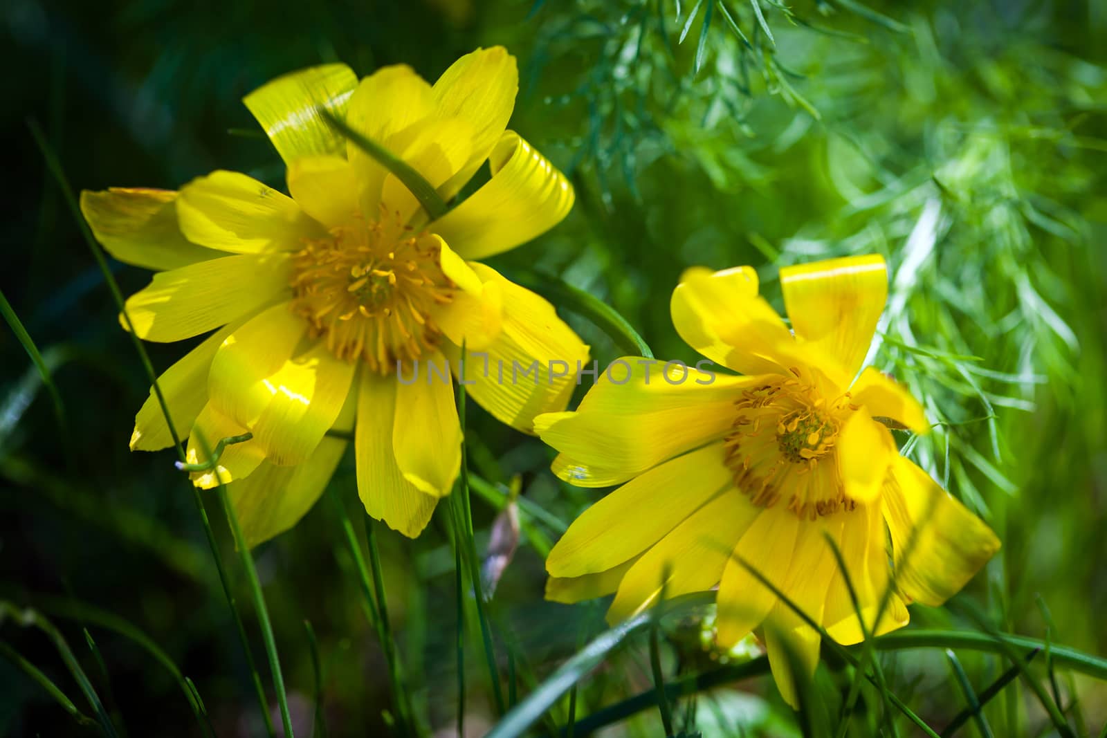 Beautiful spring yellow flowers  Pheasant's eye (Adonis vernalis)