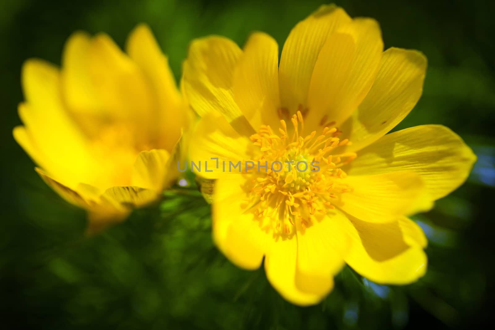 Beautiful spring yellow flowers  Pheasant's eye (Adonis vernalis)