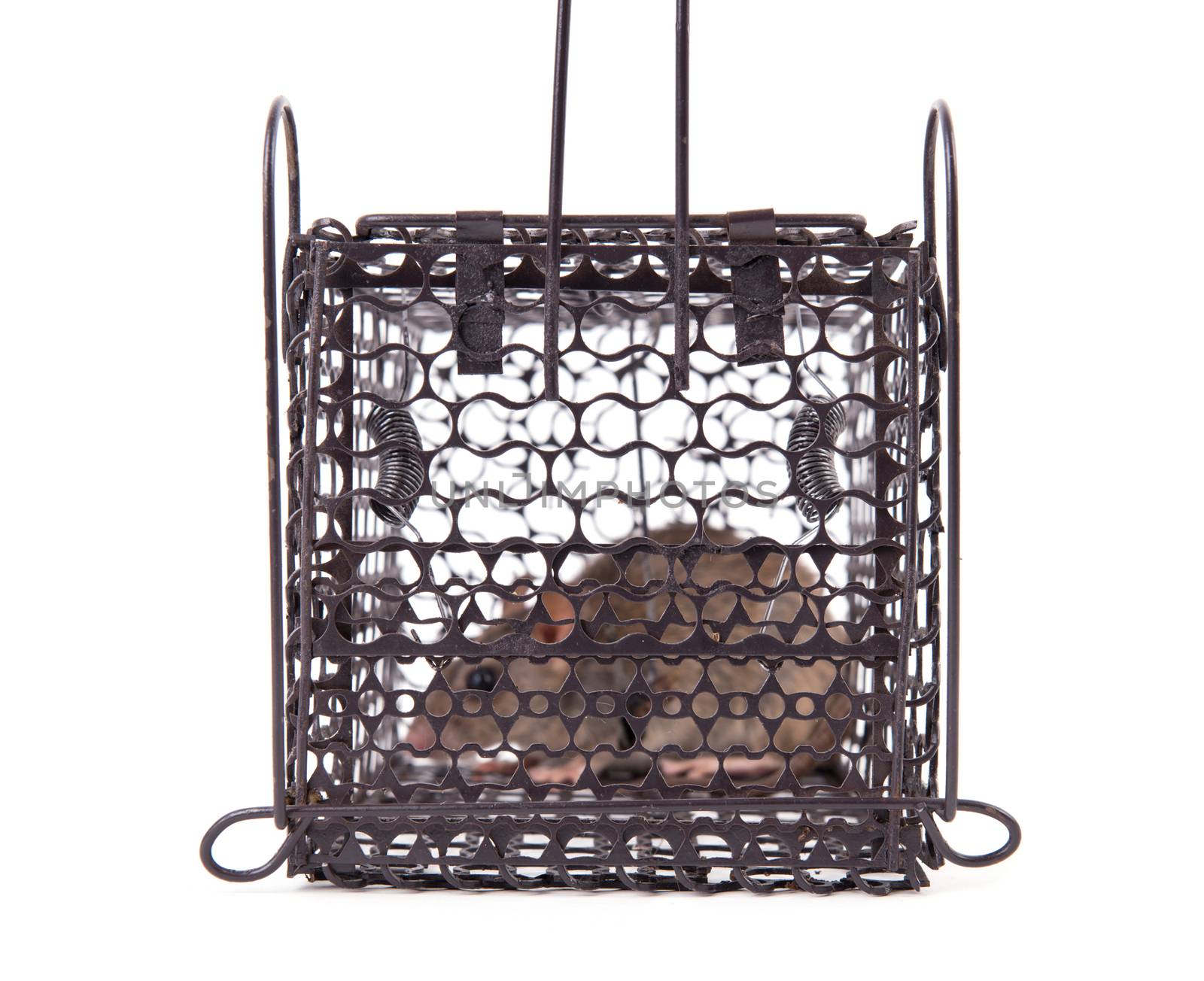 rat trap in front of white background