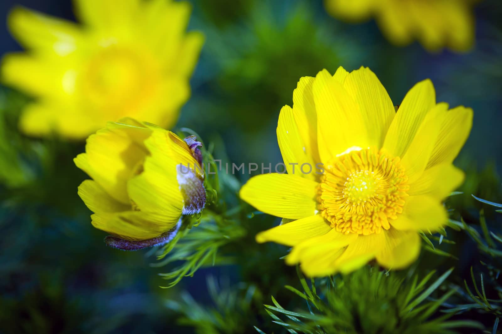 Beautiful spring yellow flowers  Pheasant's eye (Adonis vernalis)