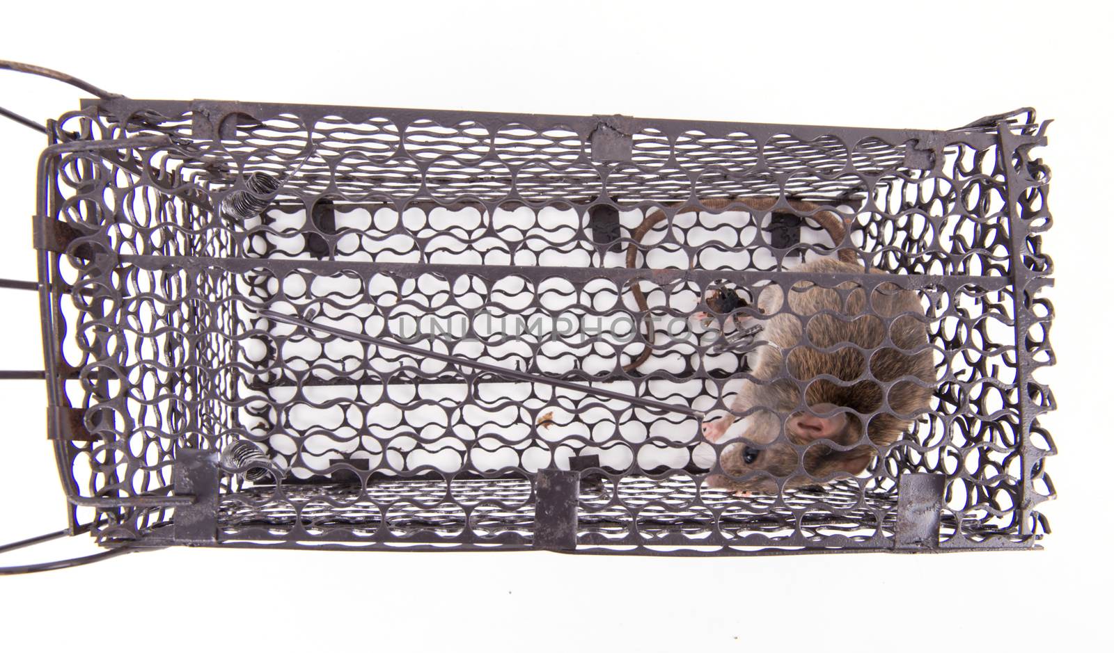 rat trap in front of white background