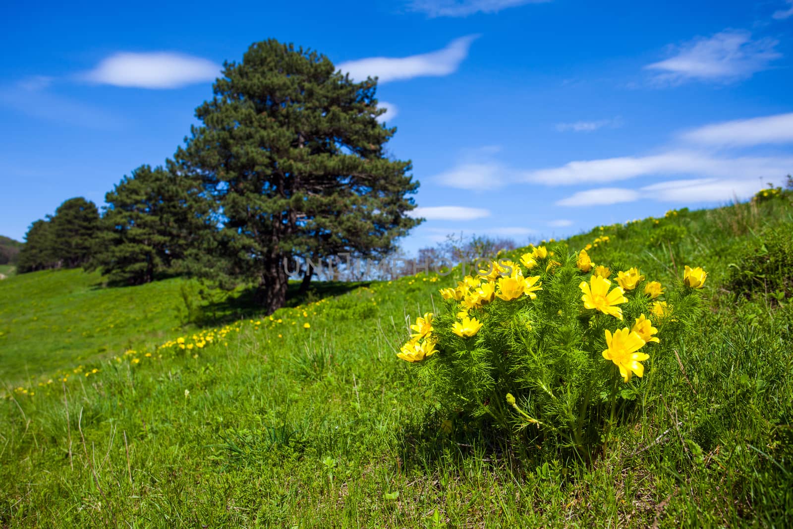 Beautiful spring yellow flowers  Pheasant's eye (Adonis vernalis)