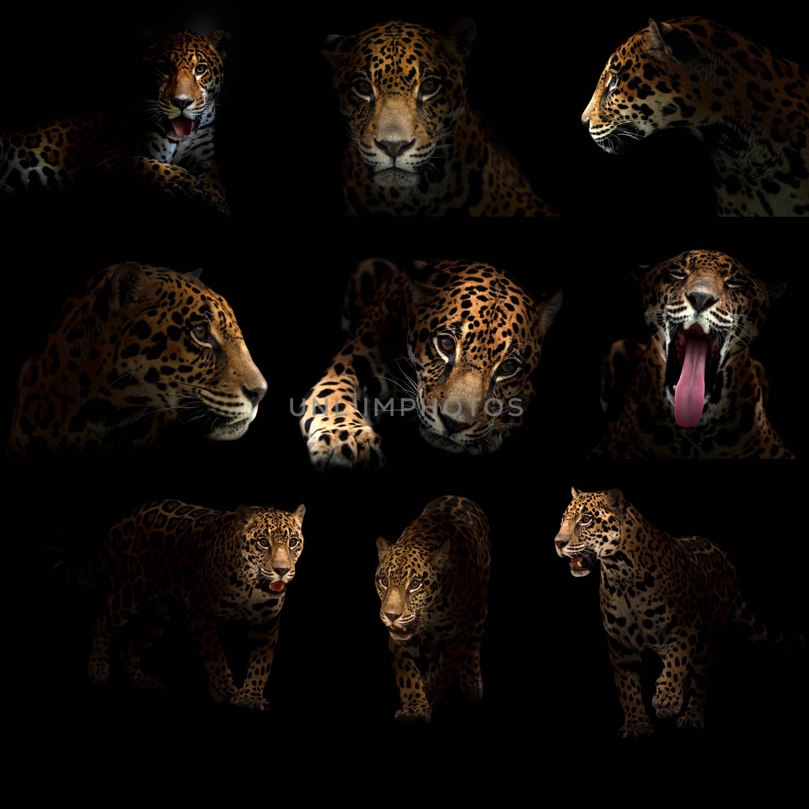 jaguar ( panthera onca ) in the dark night