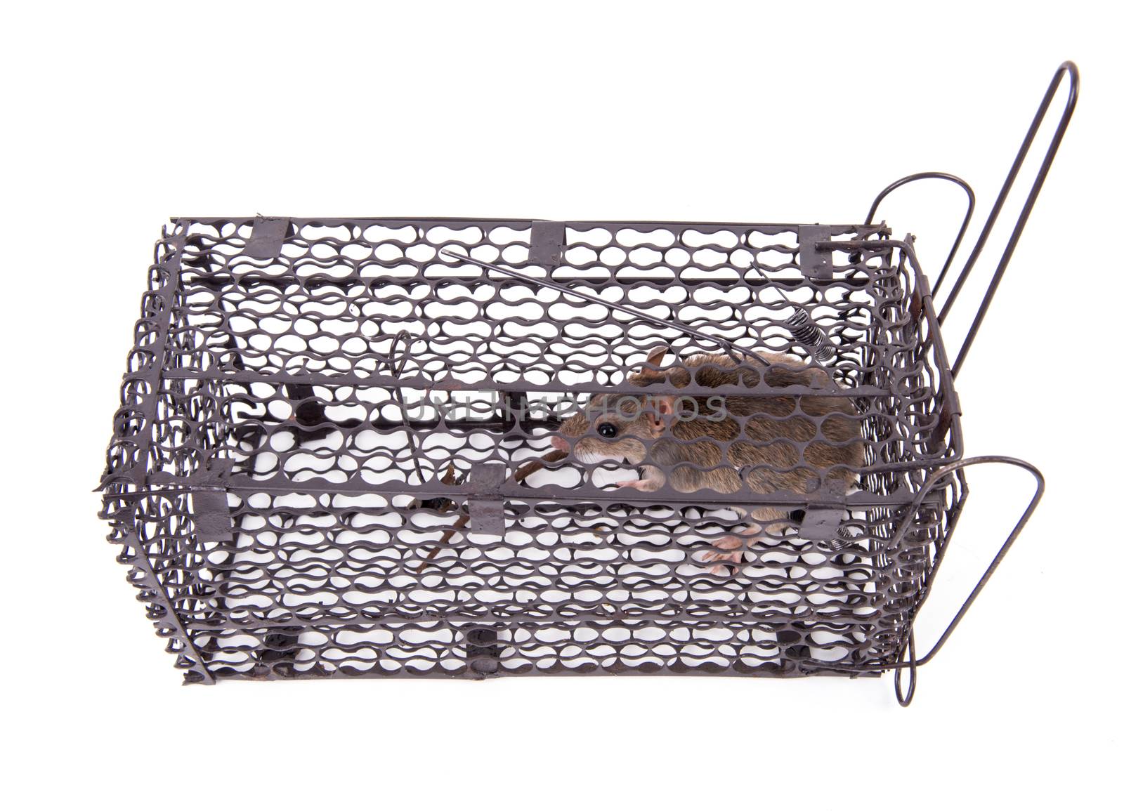 rat trap in front of white background