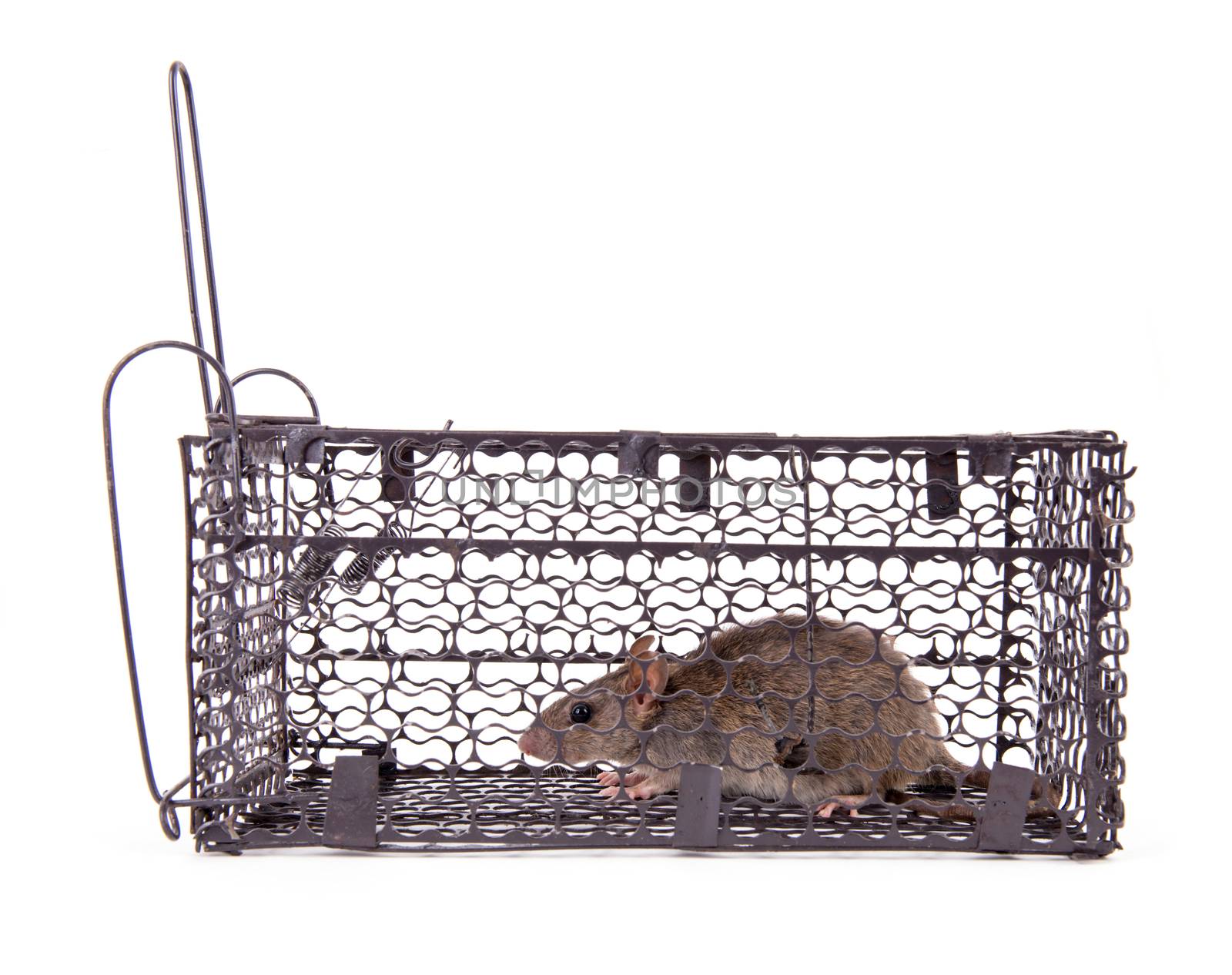 rat trap in front of white background
