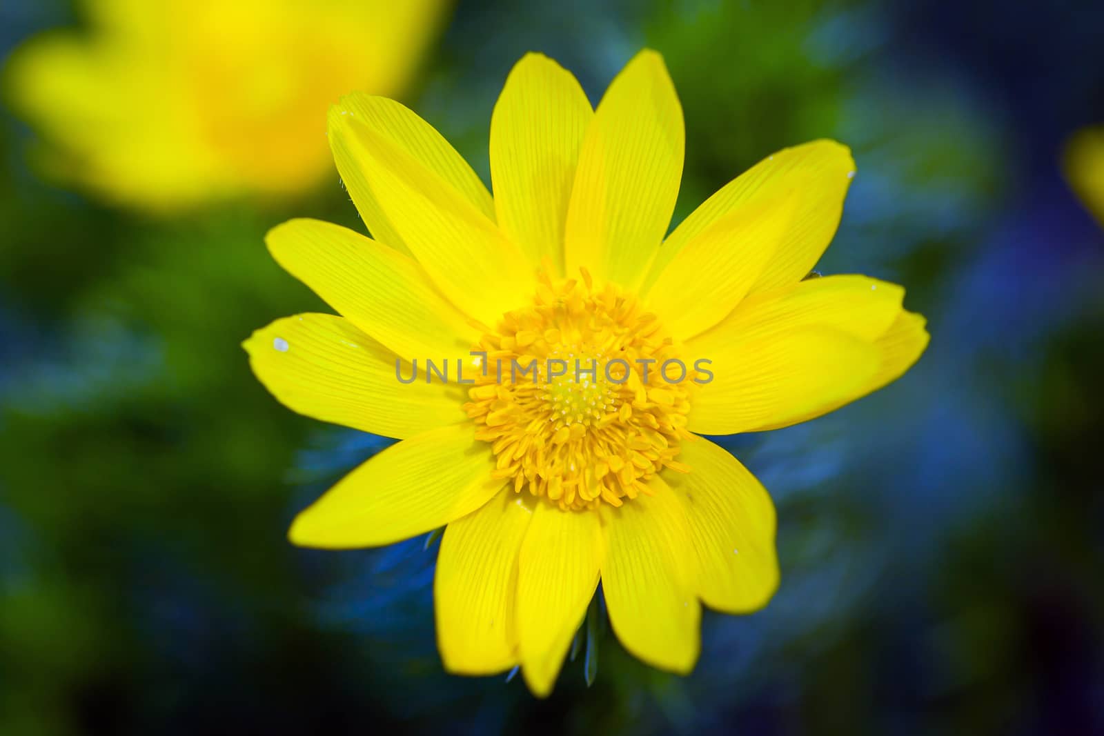 Beautiful spring yellow flowers  Pheasant's eye (Adonis vernalis)