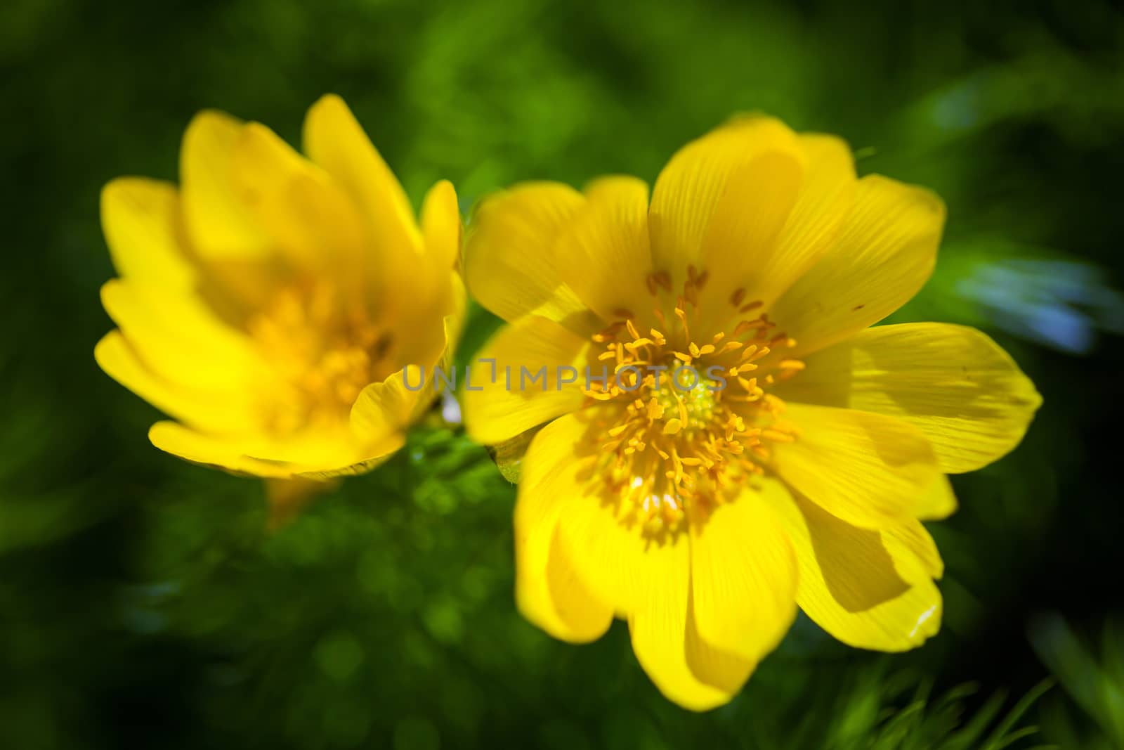 Beautiful spring yellow flowers  Pheasant's eye (Adonis vernalis)