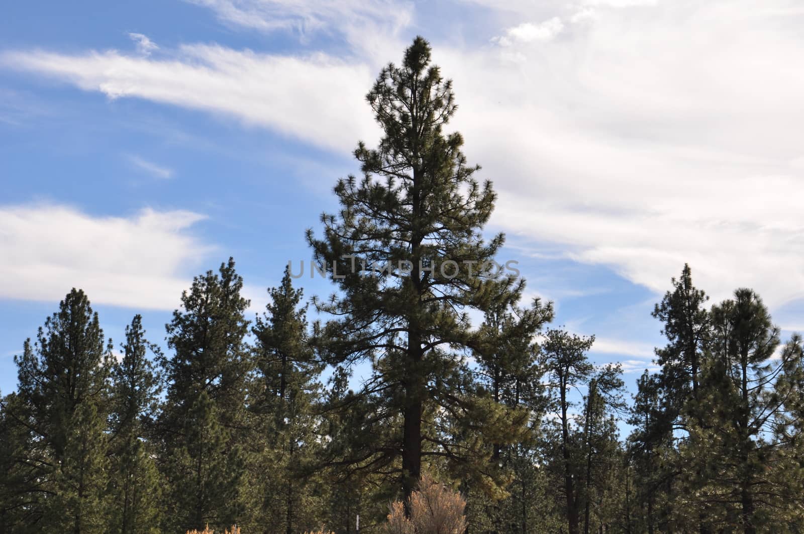 Pines to Palms Scenic Byway in California