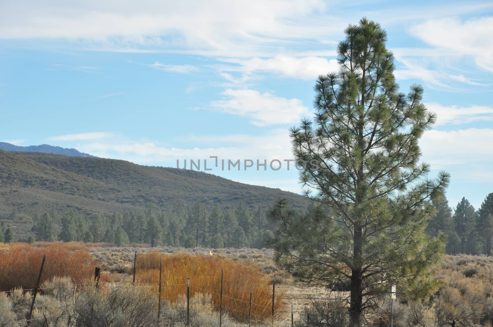 Pines to Palms Scenic Byway in California by sainaniritu