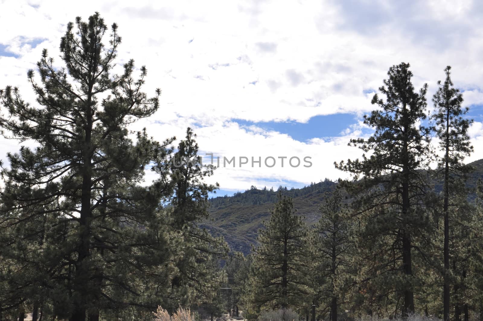 Pines to Palms Scenic Byway in California by sainaniritu